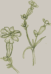 Plantes et animaux 07