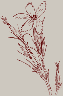 Plantes et animaux 08